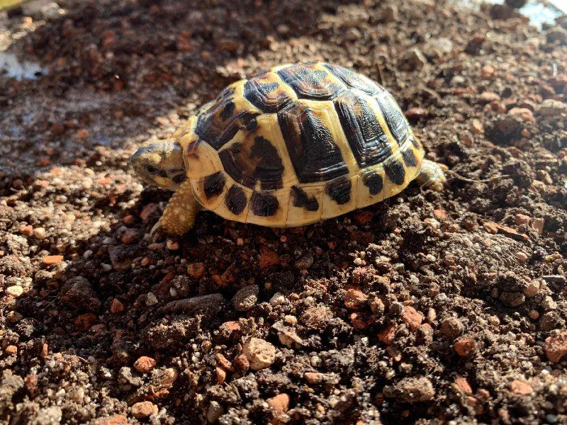 Terrarium gady w sklepie Turtles.pl